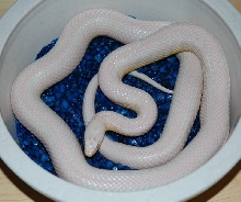 0.1 snow stripe corn snake
