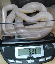 0.1 snow stripe corn snake
