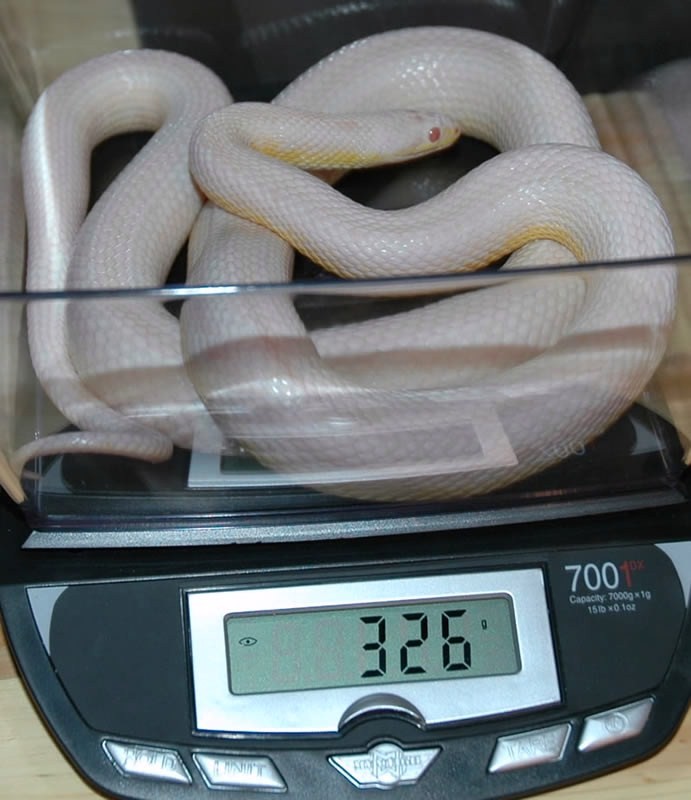 0.1 snow stripe corn snake