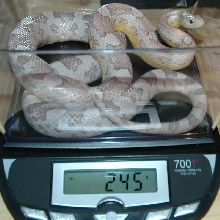 adult 1.0 Ice (anery   lava) cornsnake