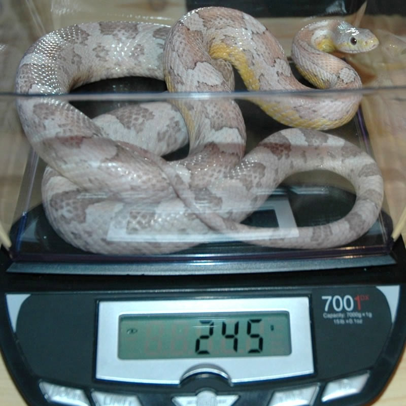 adult 1.0 Ice (anery   lava) cornsnake