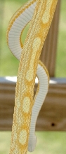 0.1 Butter Motley Cornsnake belly   dorsal