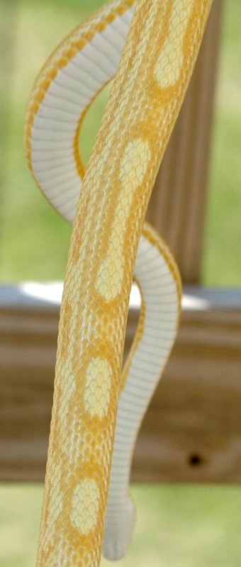 0.1 Butter Motley Cornsnake belly   dorsal