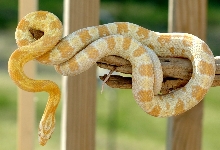 1.0 Butter corn snake
