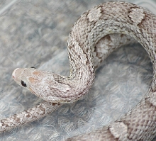 0.1 Ghostbloodred adult corn snake