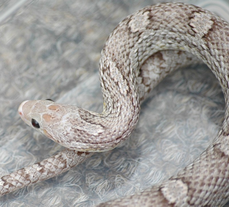 0.1 Ghostbloodred adult corn snake
