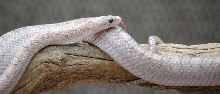 1.0 GhostBloodred adult cornsnake