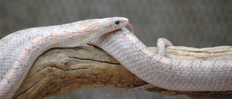 1.0 GhostBloodred adult cornsnake