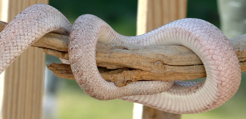 1.0 Ghostbloodred adult side   belly view corn snake