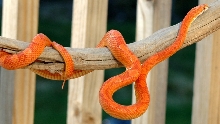 1.0 "Sunglow" Ultramel Motley corn snake