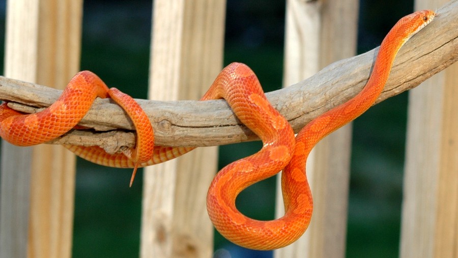 1.0 "Sunglow" Ultramel Motley corn snake