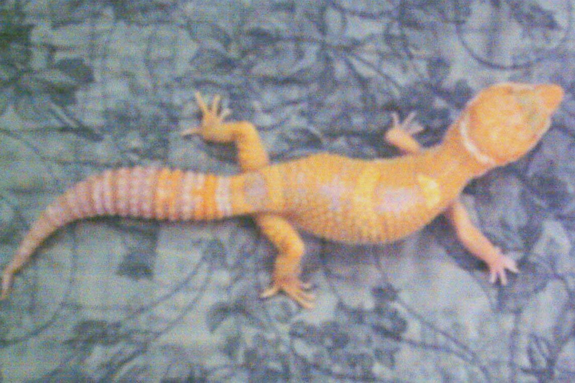 diablo DH male