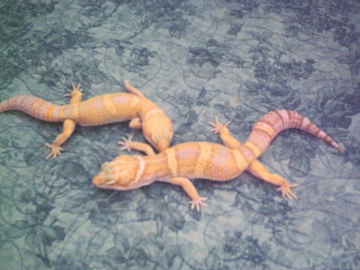 Diablo Double hets