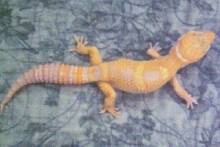 Diablo Double het male