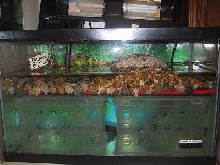 tank set-up