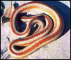 arizona rosy boa