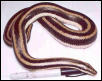 boa1