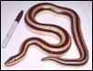 boa2