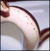 boa2belly