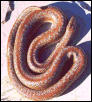 lake elsinore boa