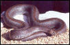 hemetboa