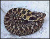 hognose