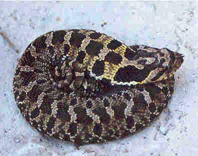hognose