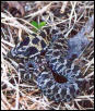 hognose2