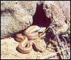 desertboa
