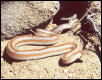 desertboa2