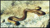 rubberboa