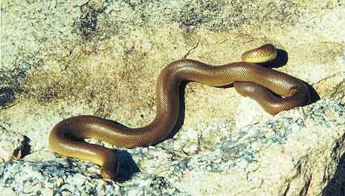 rubberboa