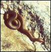rubberboa2