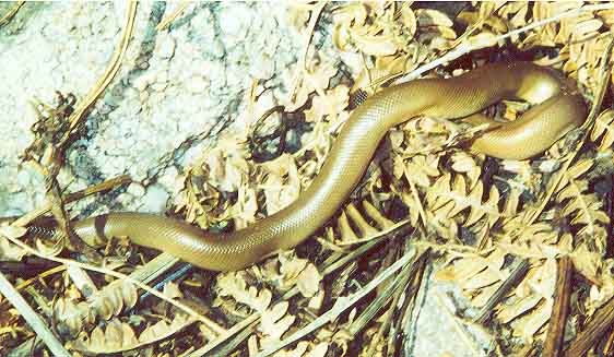 rubberboa3