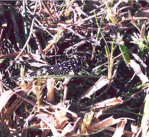 speckledking