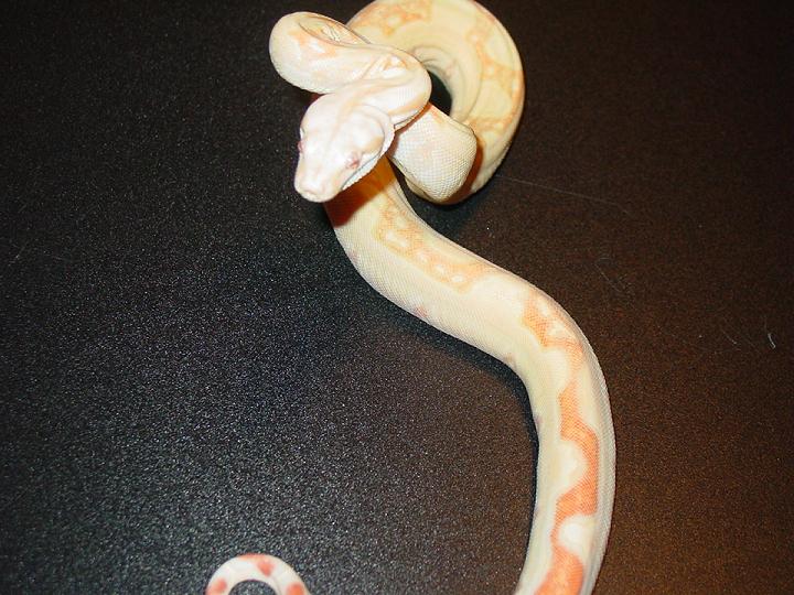 albboa1