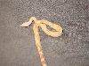 albboa4