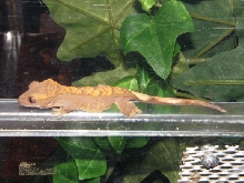 my new crested!