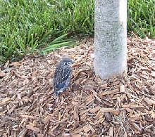 Blue Bird