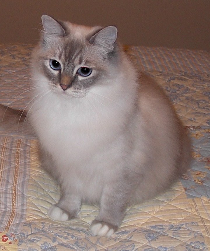 Lacey