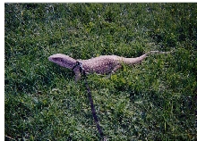 Hunter