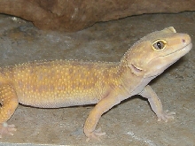 06 Male Tang. LV Hybino