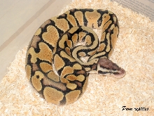 tigerpastel (cb 2008)