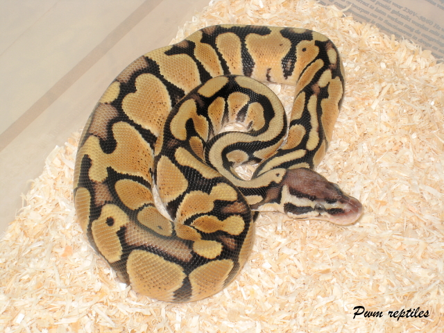 tigerpastel (cb 2008)
