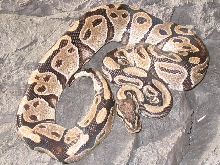 a wildcatch hypo male (very nice)