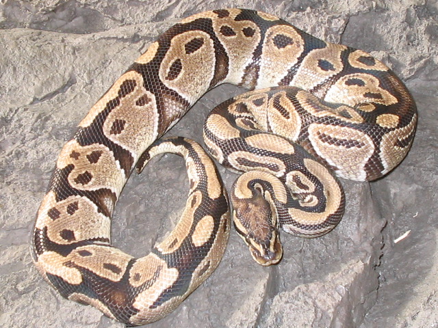 a wildcatch hypo male (very nice)
