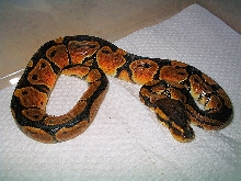copper ball (new morph)