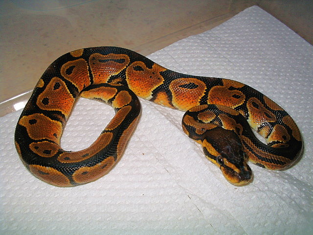 kingsnake.com photo gallery > Ball Pythons > copper ball (new morph)
