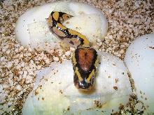 cb 2007 from the wildcatch hypo male