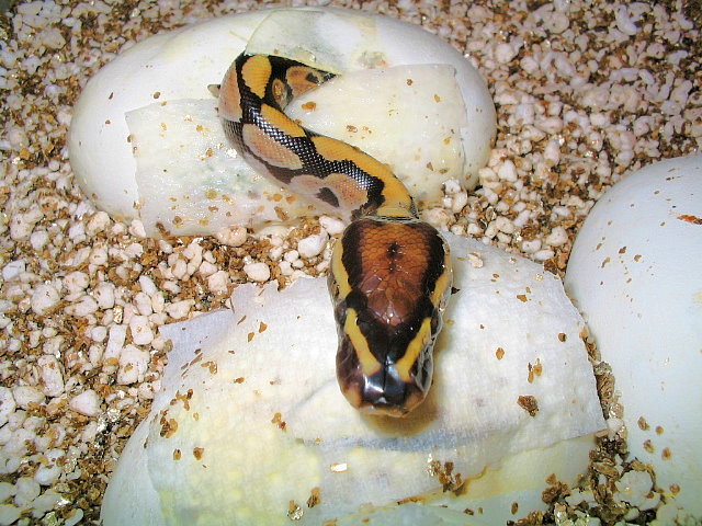 cb 2007 from the wildcatch hypo male